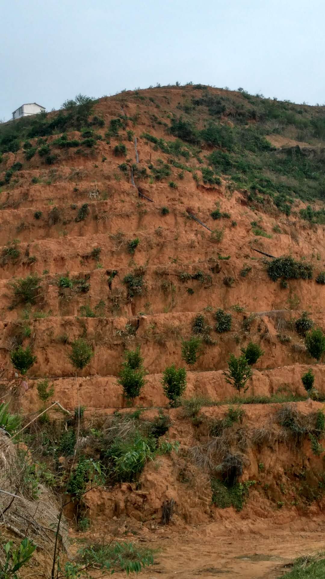 广西北流 油茶种植基地水肥一体化工程