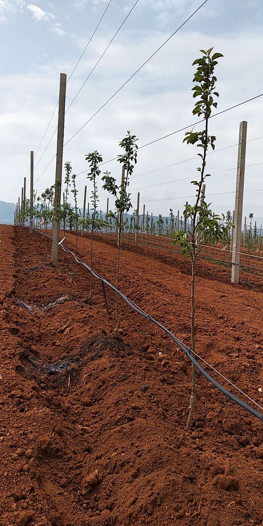 威宁超越中水基地苹果灌溉工程