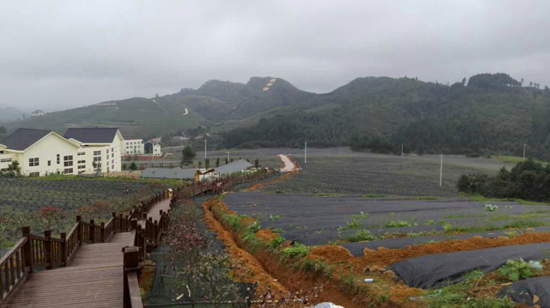 四川平昌海越E区蓝莓滴灌工程